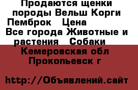 Продаются щенки породы Вельш Корги Пемброк › Цена ­ 40 000 - Все города Животные и растения » Собаки   . Кемеровская обл.,Прокопьевск г.